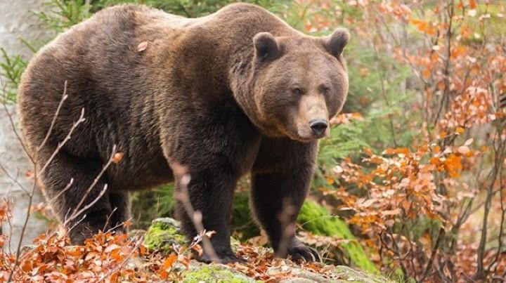 На дороге в Печенгском округе заметили медведя